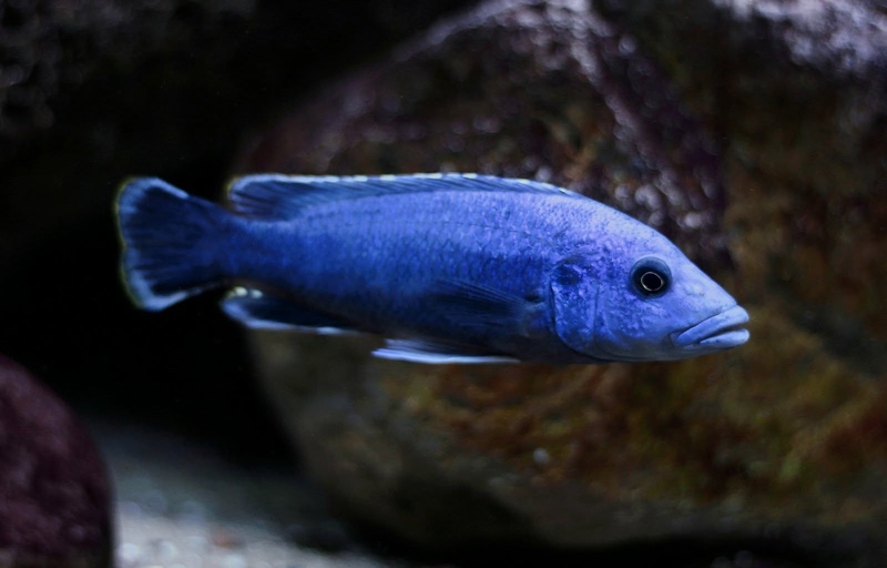Melanochromis kaskazini 'Ngwasi'